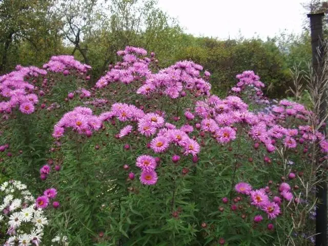 Perennial asters: spherical, heather, undersized, curb