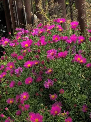 Perennial asters: spherical, heather, undersized, curb