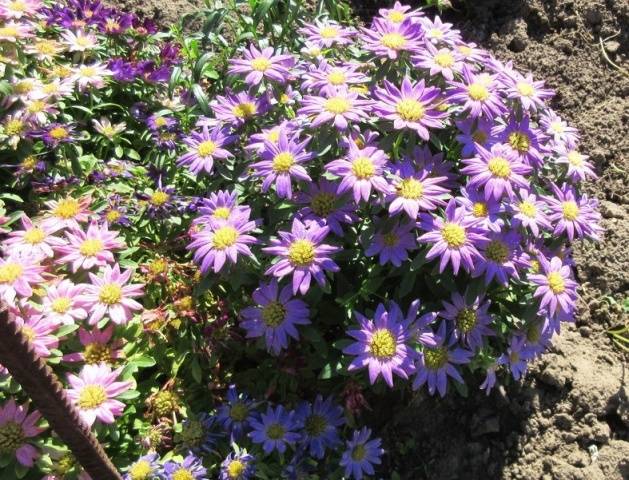 Perennial asters: spherical, heather, undersized, curb