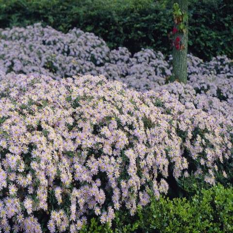 Perennial asters: spherical, heather, undersized, curb