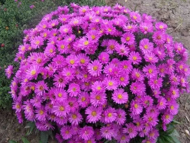 Perennial asters: spherical, heather, undersized, curb