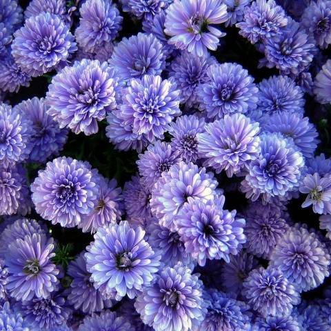 Perennial asters: spherical, heather, undersized, curb