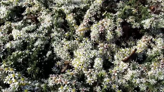 Perennial asters: spherical, heather, undersized, curb