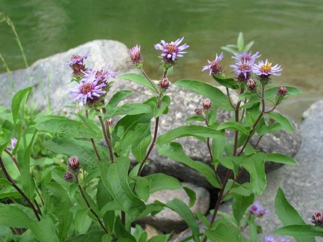 Perennial asters: spherical, heather, undersized, curb