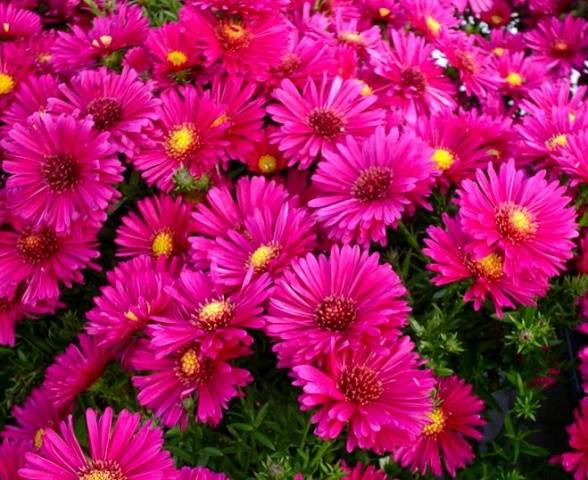 Perennial asters: spherical, heather, undersized, curb