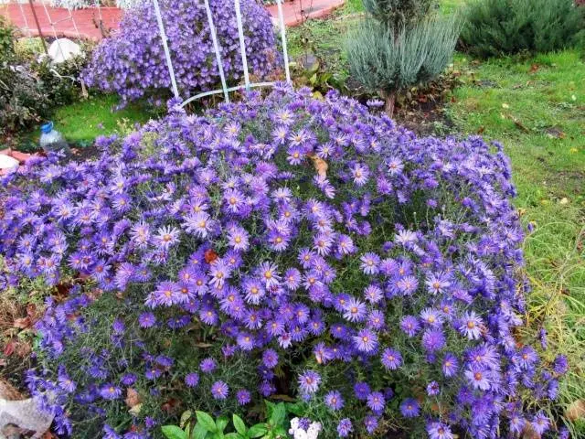 Perennial asters: spherical, heather, undersized, curb