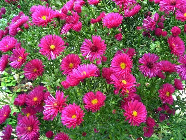 Perennial asters: spherical, heather, undersized, curb