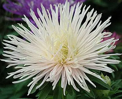 Perennial asters: spherical, heather, undersized, curb