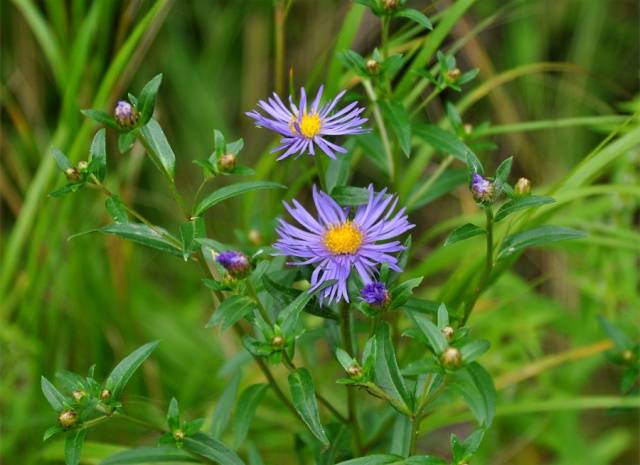 Perennial asters: spherical, heather, undersized, curb