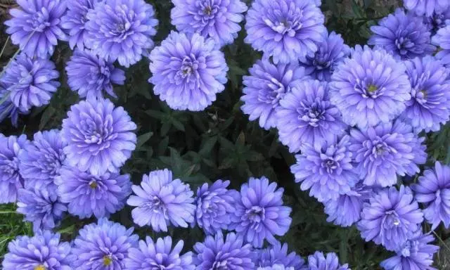 Perennial asters: spherical, heather, undersized, curb