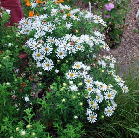 Perennial asters: spherical, heather, undersized, curb