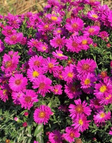 Perennial asters: spherical, heather, undersized, curb