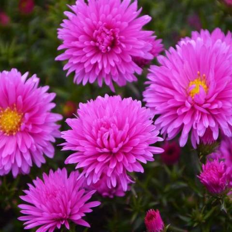 Perennial asters: spherical, heather, undersized, curb