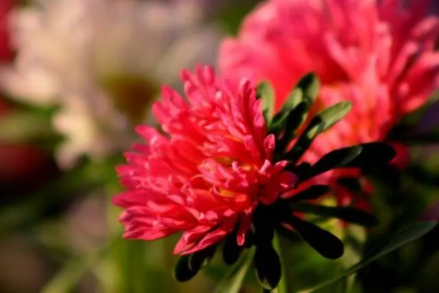 Perennial asters: spherical, heather, undersized, curb