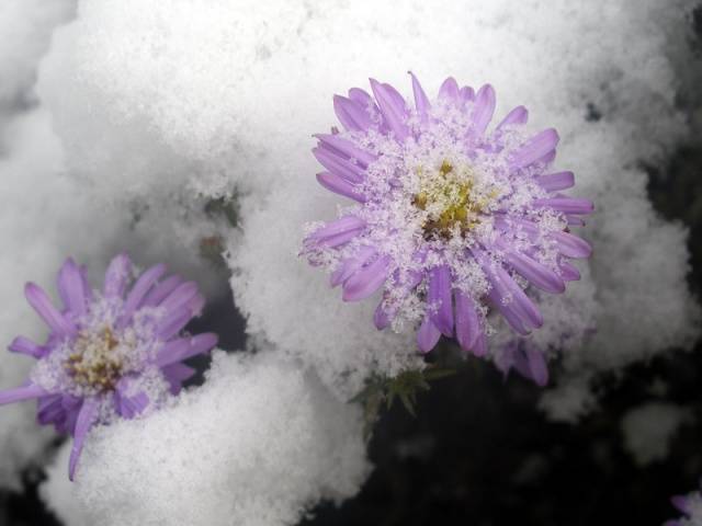 Perennial asters: spherical, heather, undersized, curb