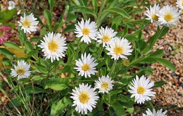 Perennial asters: spherical, heather, undersized, curb