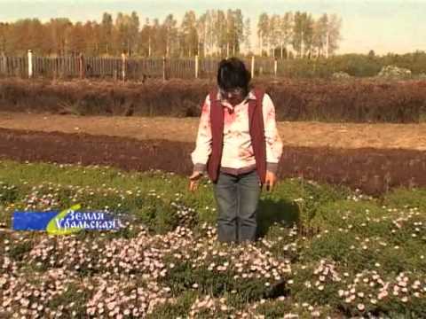 Perennial asters: spherical, heather, undersized, curb