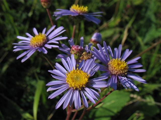 Perennial asters: spherical, heather, undersized, curb