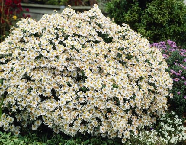 Perennial asters: spherical, heather, undersized, curb