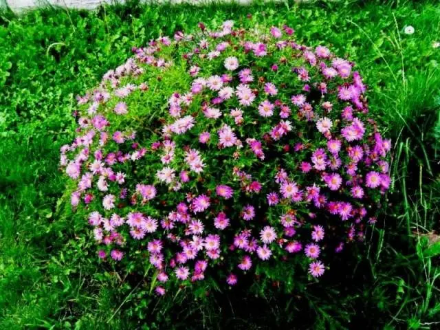 Perennial asters: spherical, heather, undersized, curb