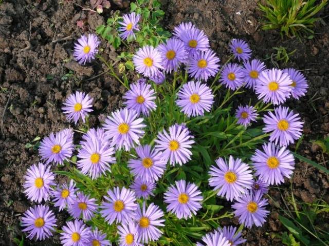 Perennial asters: spherical, heather, undersized, curb