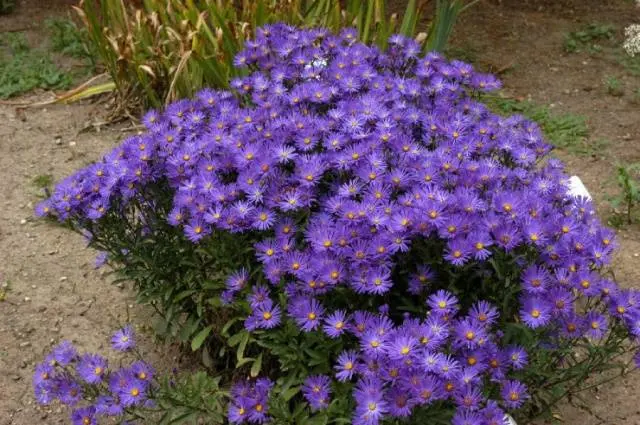 Perennial asters: spherical, heather, undersized, curb