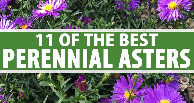 Perennial asters: spherical, heather, undersized, curb