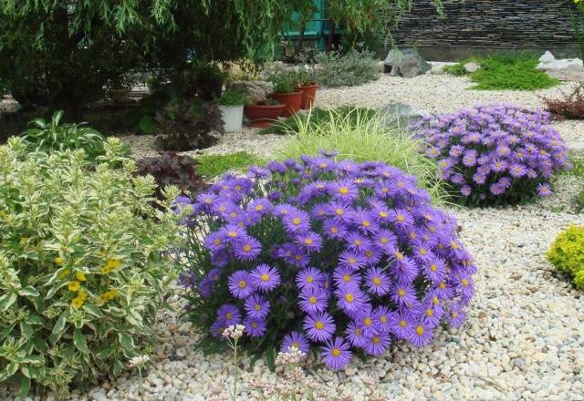 Perennial asters: spherical, heather, undersized, curb