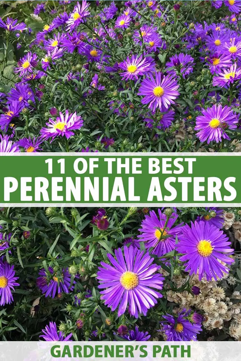 Perennial asters: spherical, heather, undersized, curb