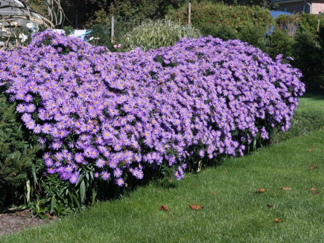 Perennial bush aster: photos and names of varieties with descriptions