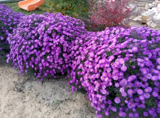 Perennial bush aster: photos and names of varieties with descriptions