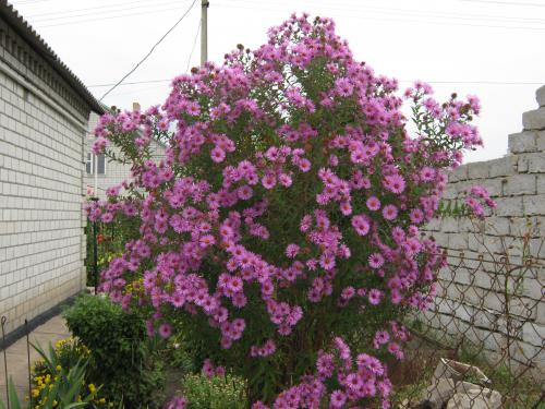 Perennial bush aster: photos and names of varieties with descriptions