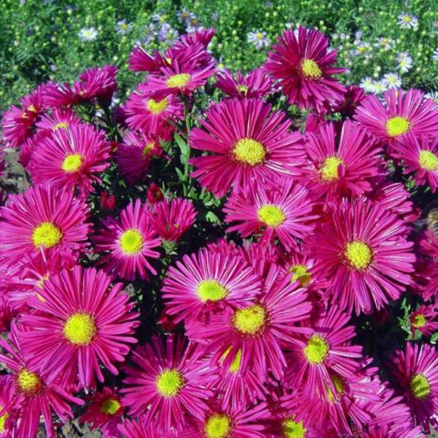 Perennial bush aster: photos and names of varieties with descriptions