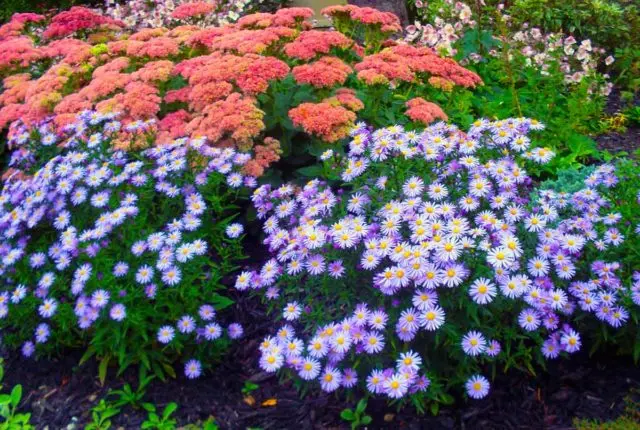 Perennial bush aster: photos and names of varieties with descriptions