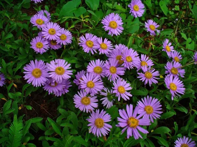 Perennial bush aster: photos and names of varieties with descriptions