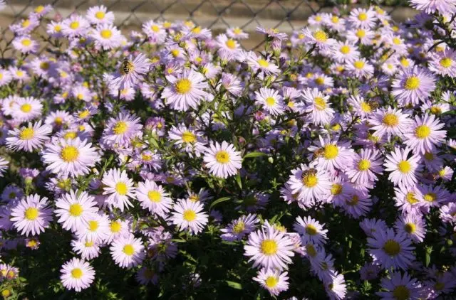 Perennial bush aster: photos and names of varieties with descriptions