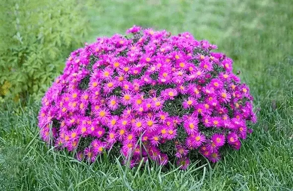 Perennial bush aster: photos and names of varieties with descriptions