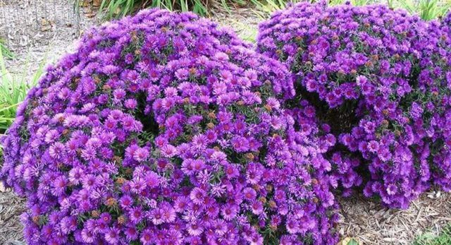 Perennial bush aster: photos and names of varieties with descriptions