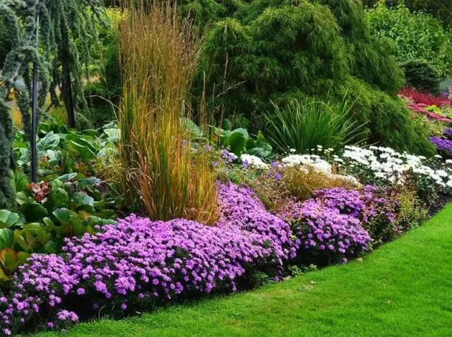 Perennial bush aster: photos and names of varieties with descriptions