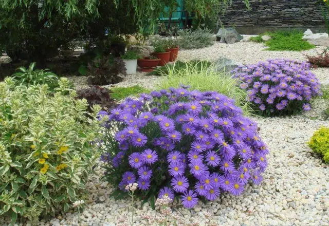 Perennial bush aster: photos and names of varieties with descriptions