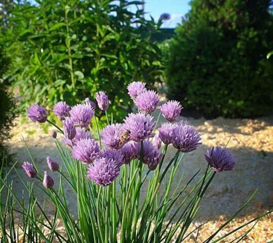 Perennial chives: planting and care, how to grow from seeds, useful properties, photo