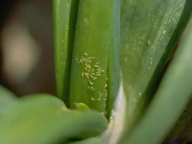 Perennial chives: planting and care, how to grow from seeds, useful properties, photo