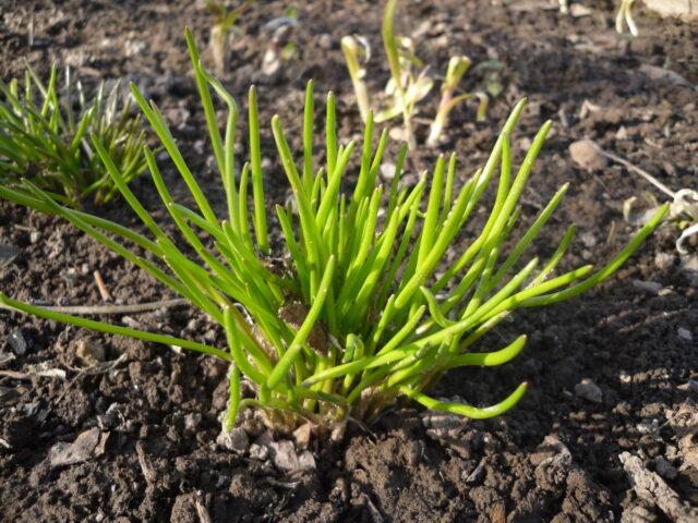 Perennial chives: planting and care, how to grow from seeds, useful properties, photo