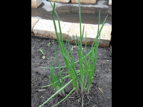 Perennial chives: planting and care, how to grow from seeds, useful properties, photo