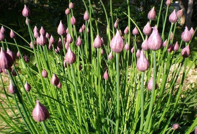 Perennial chives: planting and care, how to grow from seeds, useful properties, photo