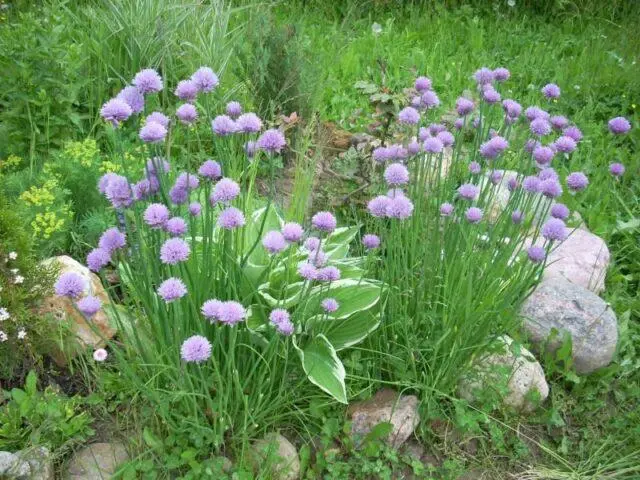 Perennial chives: planting and care, how to grow from seeds, useful properties, photo