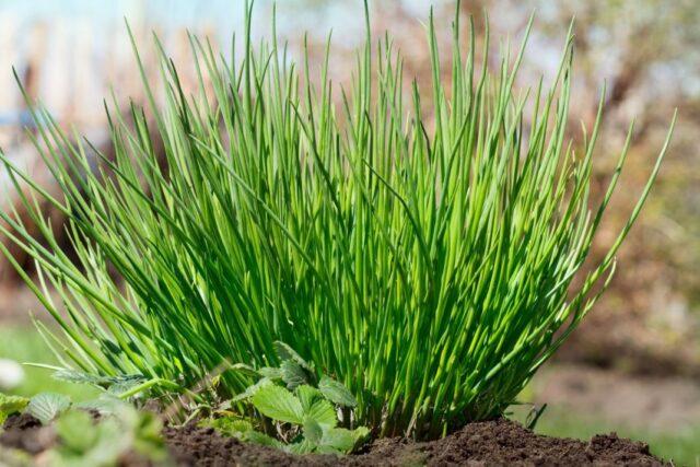 Perennial chives: planting and care, how to grow from seeds, useful properties, photo