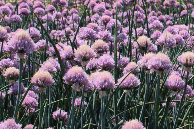 Perennial chives: planting and care, how to grow from seeds, useful properties, photo