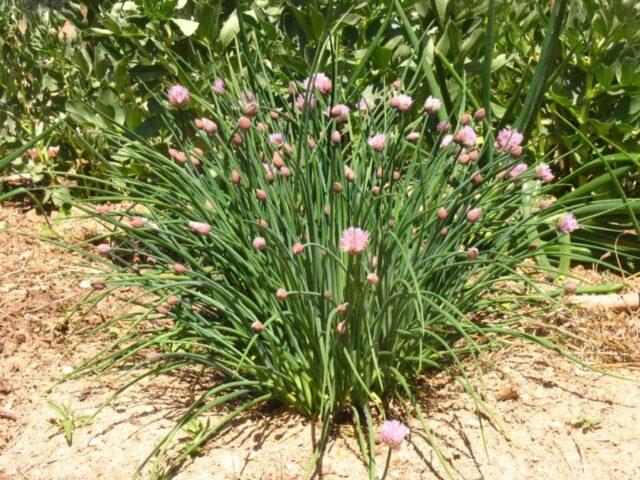 Perennial chives: planting and care, how to grow from seeds, useful properties, photo