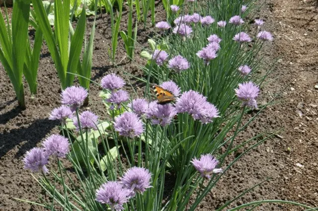 Perennial chives: planting and care, how to grow from seeds, useful properties, photo